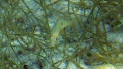 Lane Snapper Juvenile (3